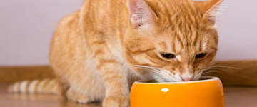 Benefits of Feeding Supplements With Salmon Oil for Cats